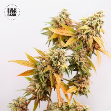 Cannabis seeds Sunmango Feminised